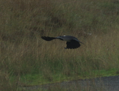 Pied Crow