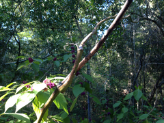 Smilax smallii