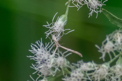 Mousy Plume Moth photo 2