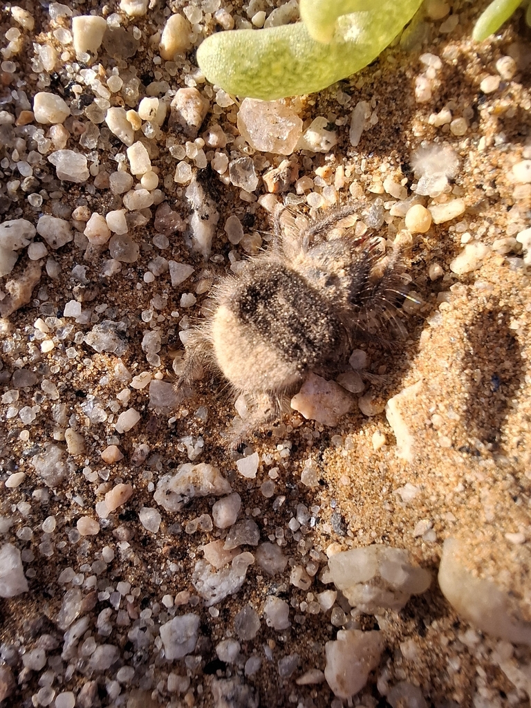 Hexisopus pusillus