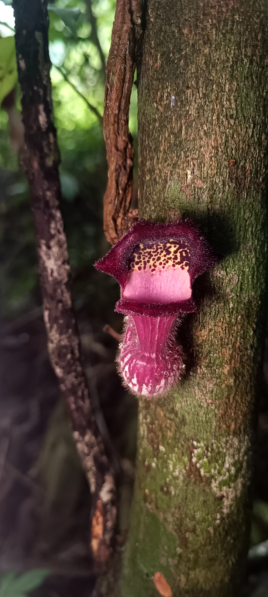 Isotrema faviogonzalezii (Isotrema faviogonzalezii)
