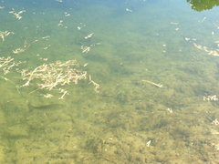 Micropterus salmoides