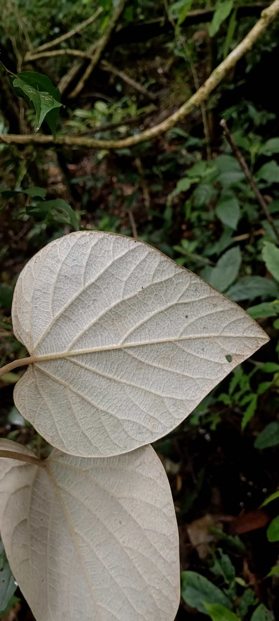 Isotrema faviogonzalezii — ảnh 2