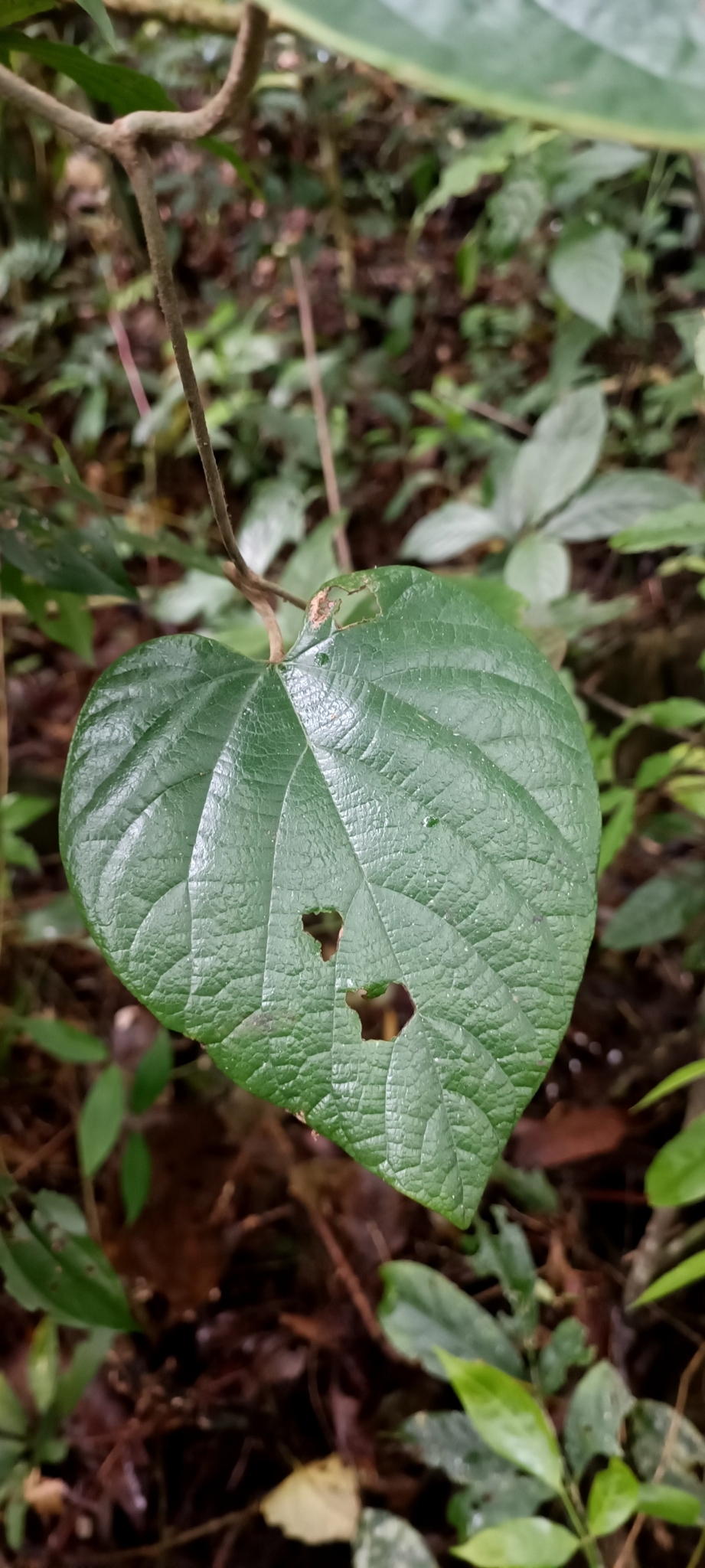 Isotrema faviogonzalezii — ảnh 3
