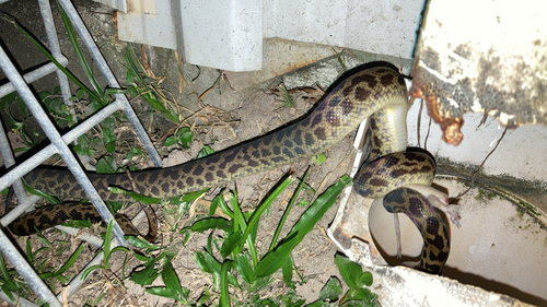 Spotted Python sighting