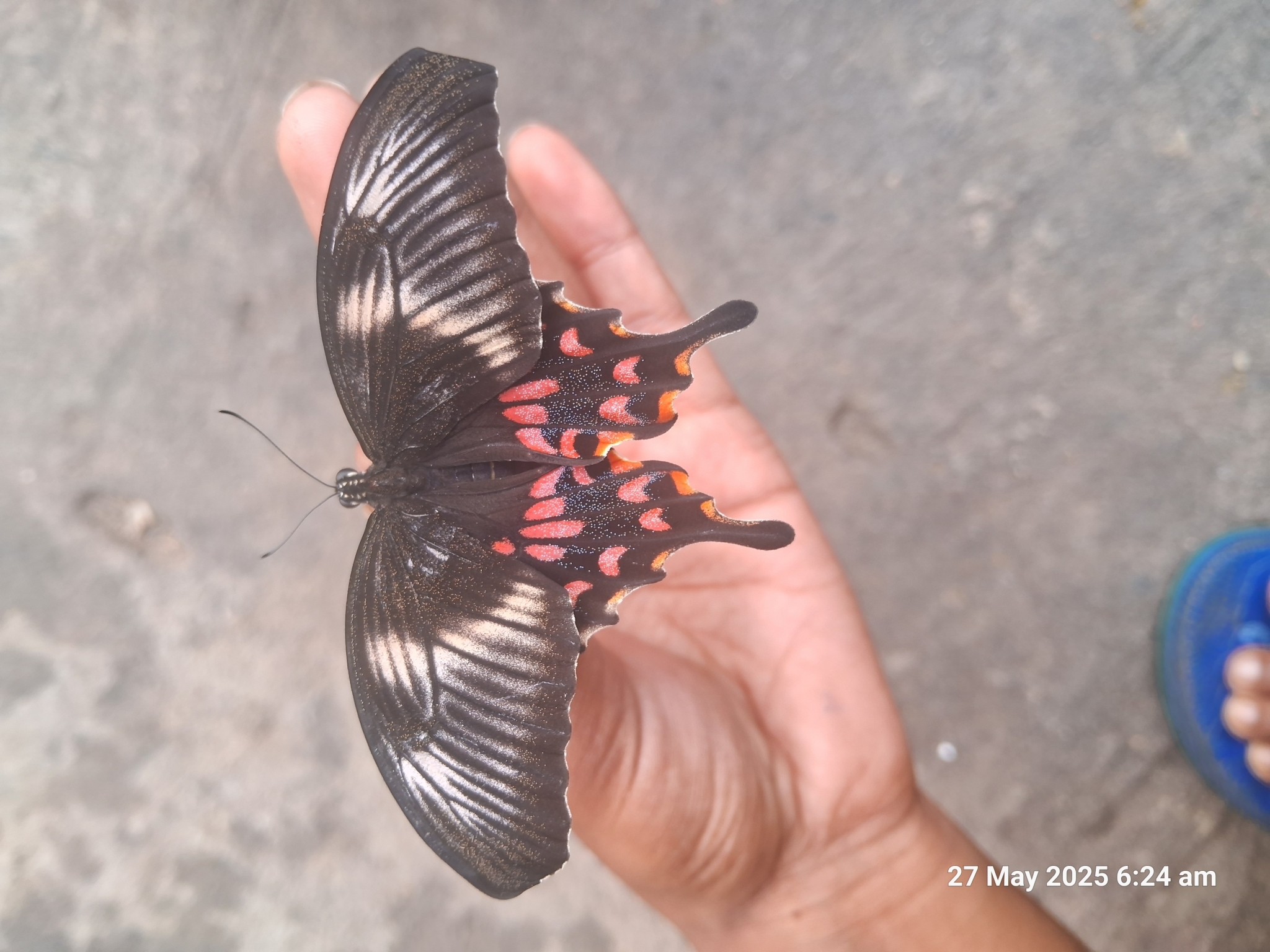 Common Mormon