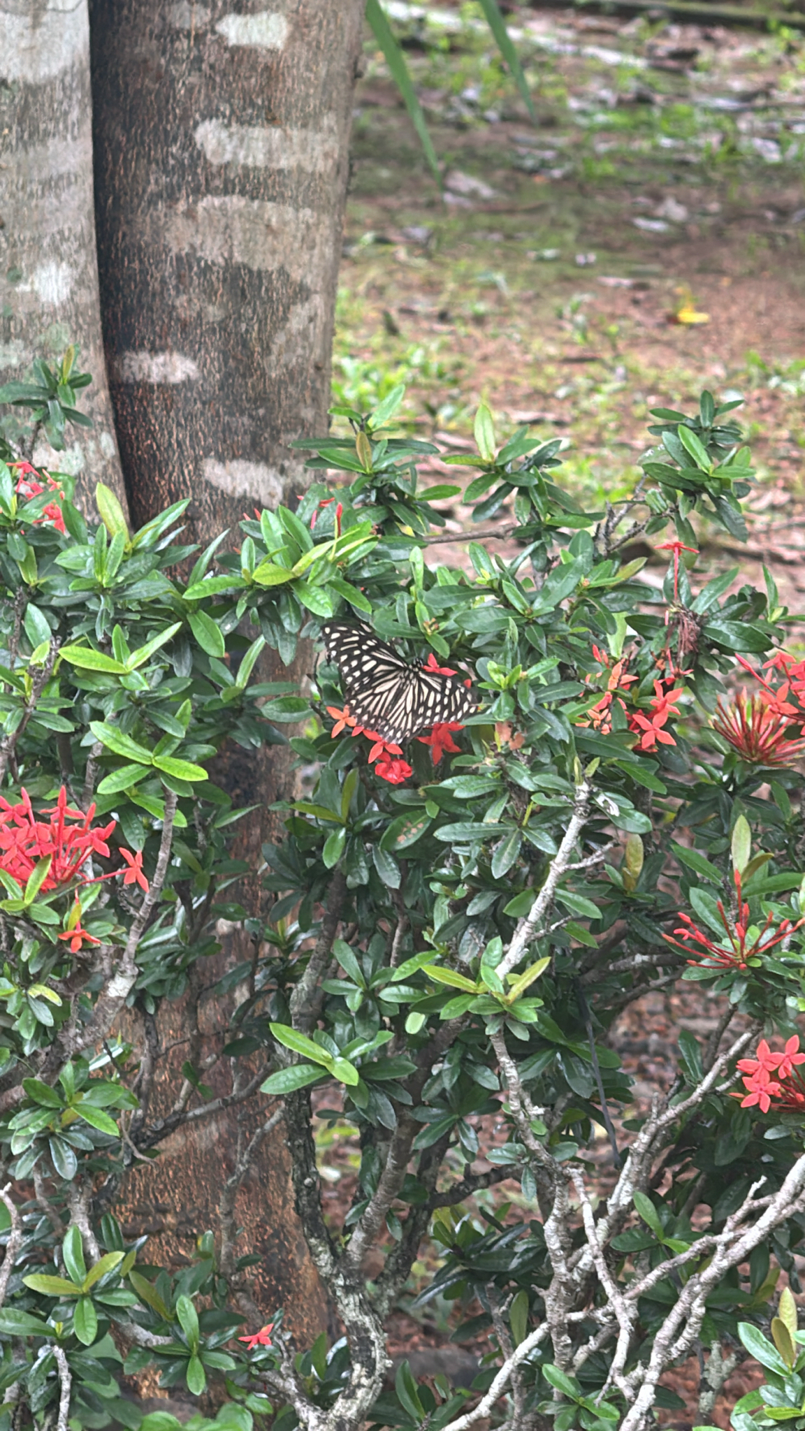 Common Mime
