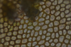 Marsupella sphacelata