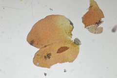 Marsupella sphacelata