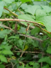 Lestes elatus