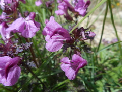 Pedicularis rostratocapitata