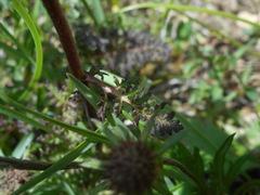 Pedicularis rostratocapitata