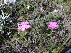 Dianthus caucaseus