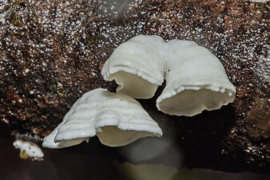 Gloeoporus phlebophorus · May 2025 · photo: © robbiebgraham (iNaturalist, cc0)