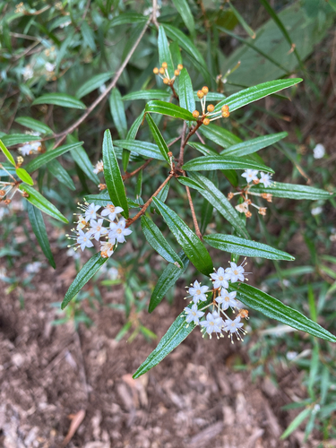 Phebalium longifolium, 2025-05-27