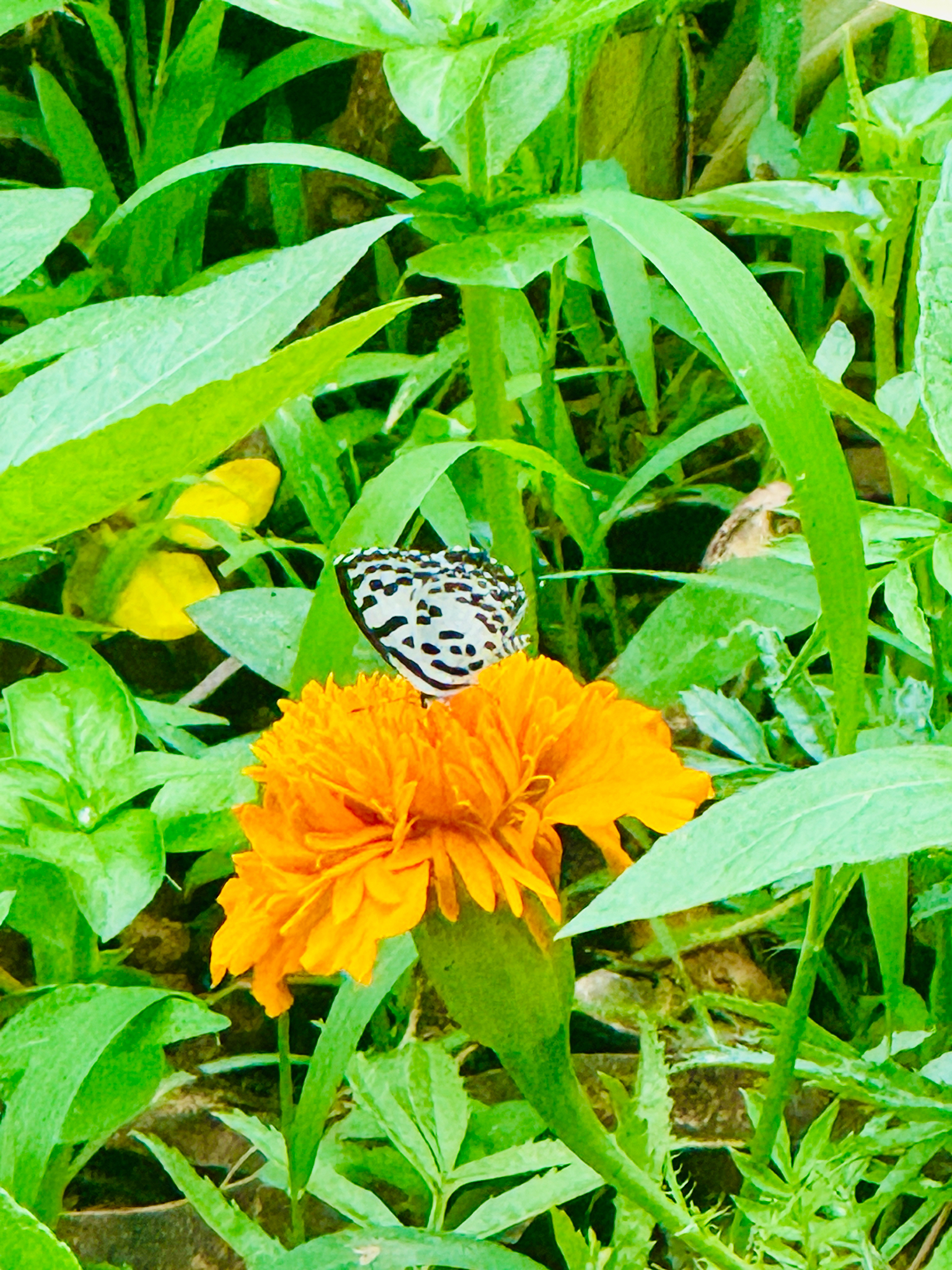 Common Pierrot