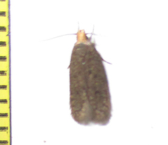 Lepidoptera