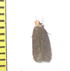 Lepidoptera