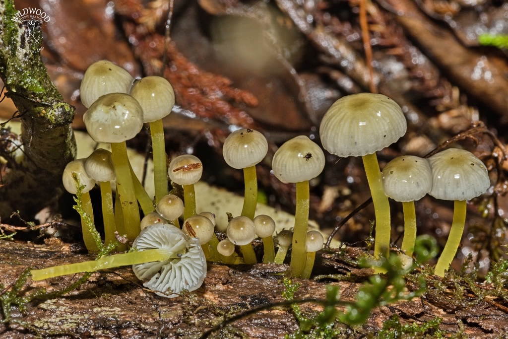 Mycena subviscosa · May 2025 · photo: © robbiebgraham (iNaturalist, cc0)