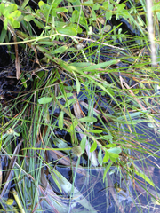 Cyperus sesquiflorus sesquiflorus
