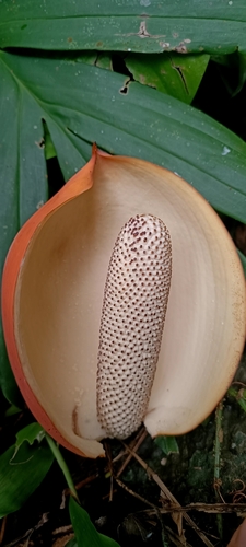 Rhaphidophora decursiva