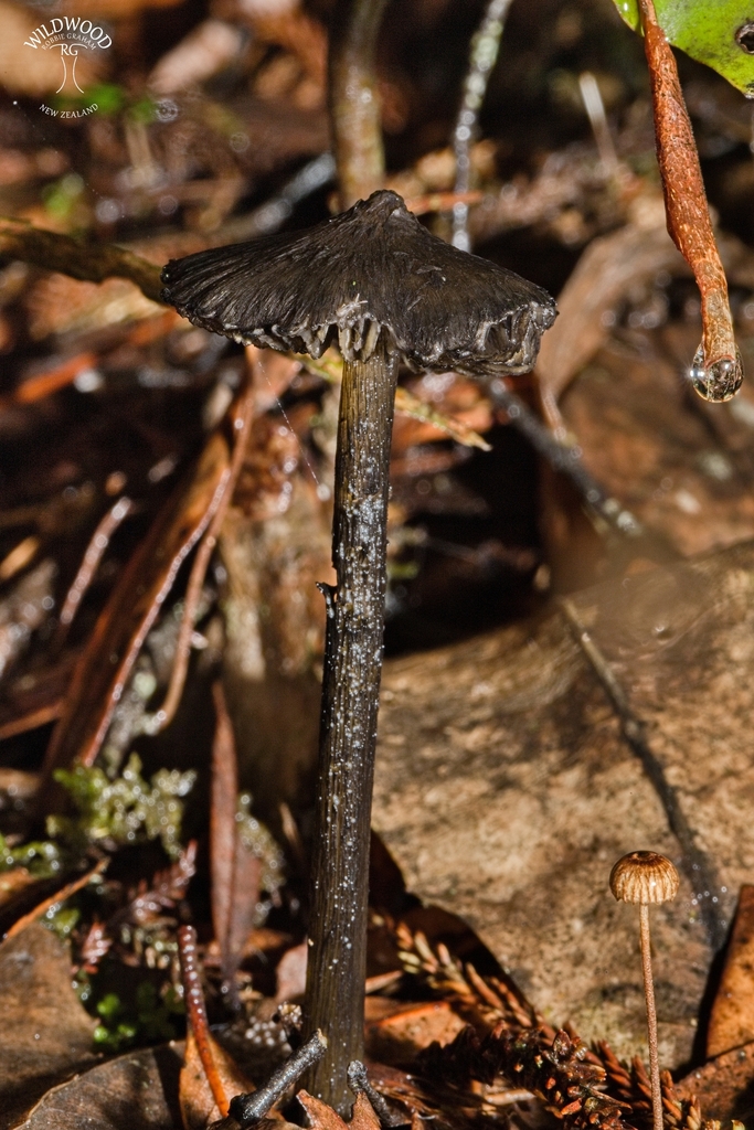 Hygrocybe astatogala · May 2025 · photo: © robbiebgraham (iNaturalist, cc0)