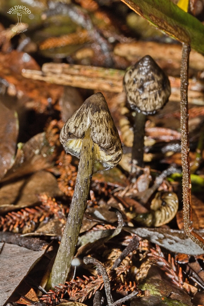 Hygrocybe astatogala · May 2025 · photo: © robbiebgraham (iNaturalist, cc0)