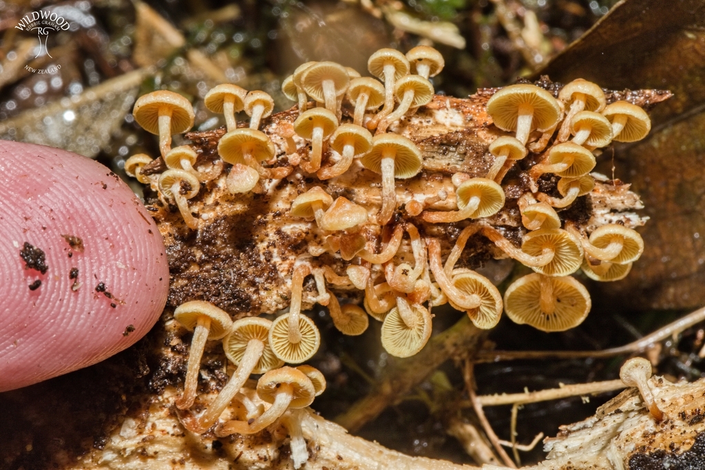 Hypholoma acutum · May 2025 · photo: © robbiebgraham (iNaturalist, cc0)