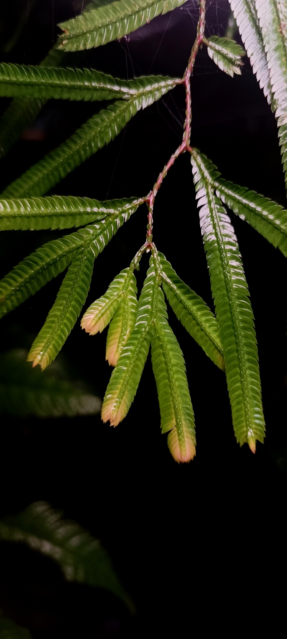 Selaginella dolichoclada (Selaginella dolichoclada)