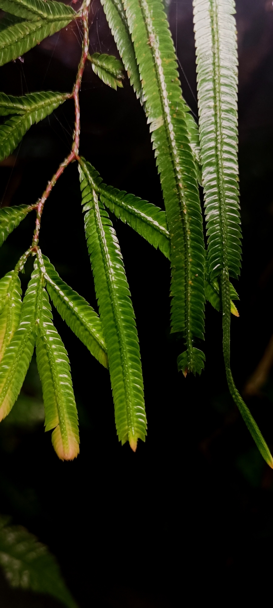 Selaginella dolichoclada — ảnh 2