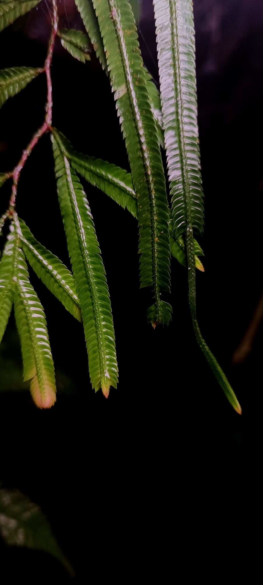 Selaginella dolichoclada — ảnh 3