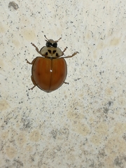 Harmonia axyridis