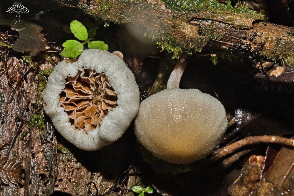 Tympanella galanthina