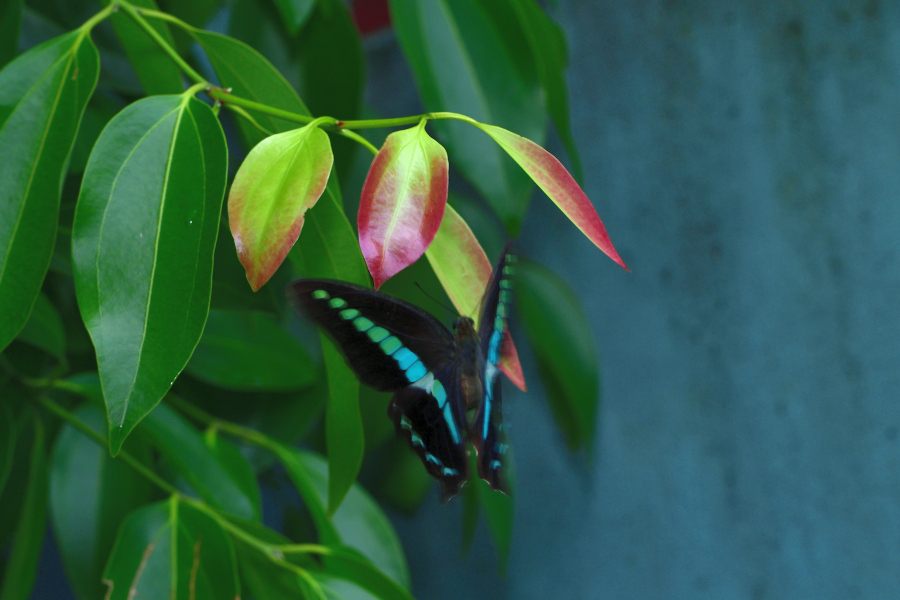 Narrow-Banded Bluebottle