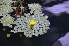 Ludwigia sedoides