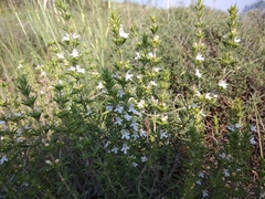 Satureja intermedia