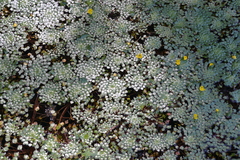 Ludwigia sedoides
