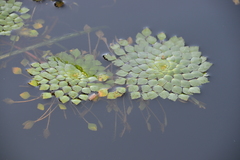 Ludwigia sedoides