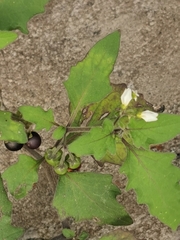Solanum nigrum