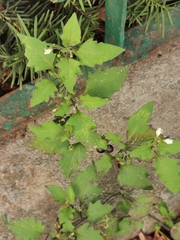 Solanum nigrum