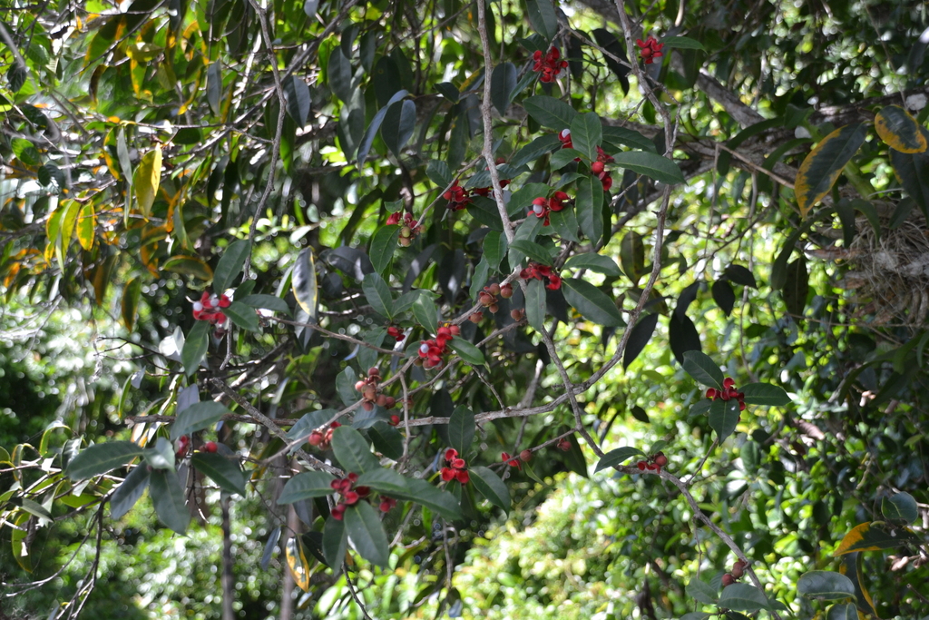 Doliocarpus olivaceus