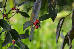 Doliocarpus olivaceus