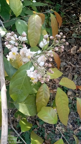Hiptage benghalensis iNat (1)
