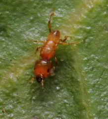 Sycoryctes