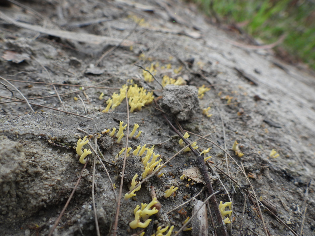 Ramaria lorithamnus · May 2025 · photo: © hatwise (iNaturalist, cc-by)