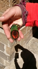 Sephanoides sephaniodes