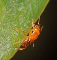 Otitesella