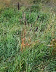 Phleum pratense