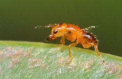 Otitesella