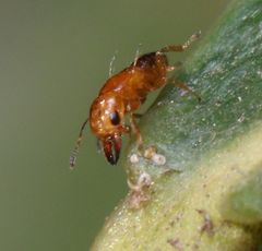 Otitesella
